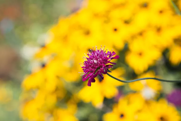 Flowers in Botanical garden. Photo.